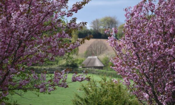 Cherry blossom.