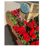 Planter with red geraniums