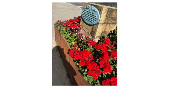 Planter with red geraniums
