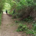 a pathway between hedges