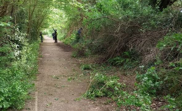 a pathway between hedges