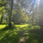 Trees and grassland in spring