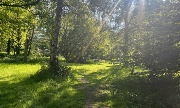 Trees and grassland in spring